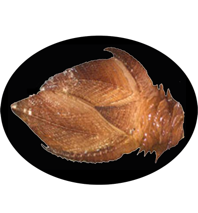 Ake