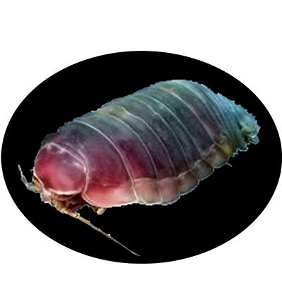 Bja