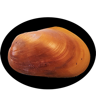 Bse
