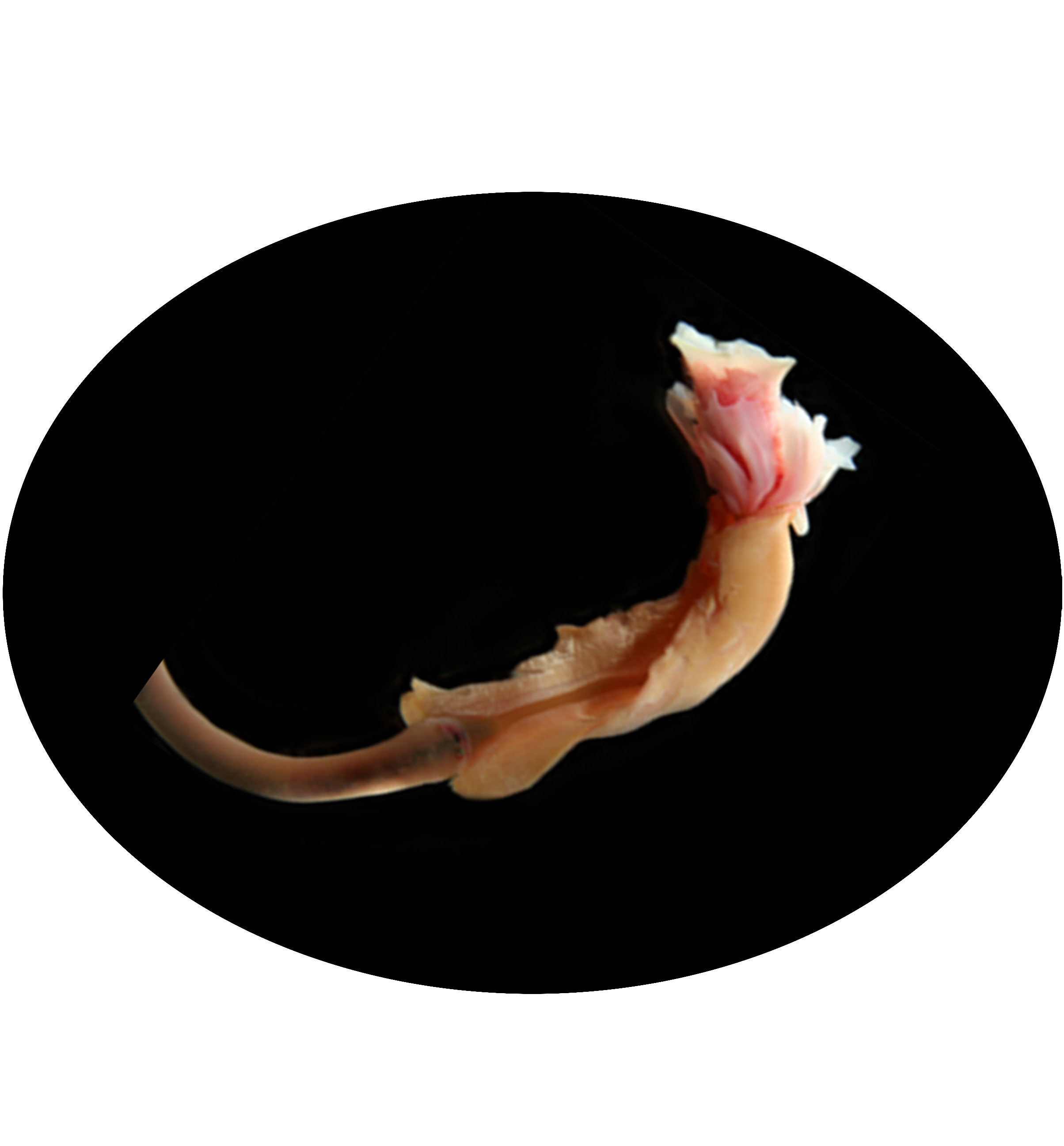 Lco