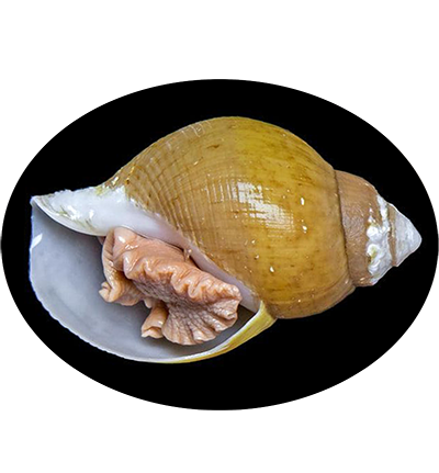 Pbu