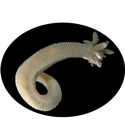 Ppa