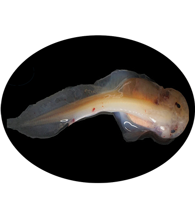 Psw1
