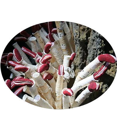 Rpa